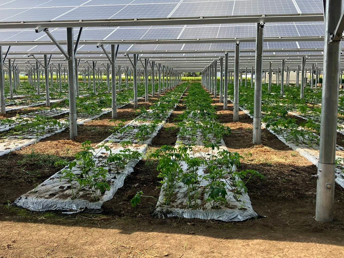 森ビル筑西市桑山営農型太陽光発電所