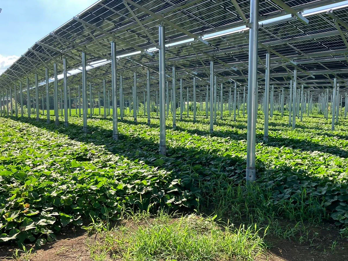 森ビル桐生市新里町営農型太陽光発電所