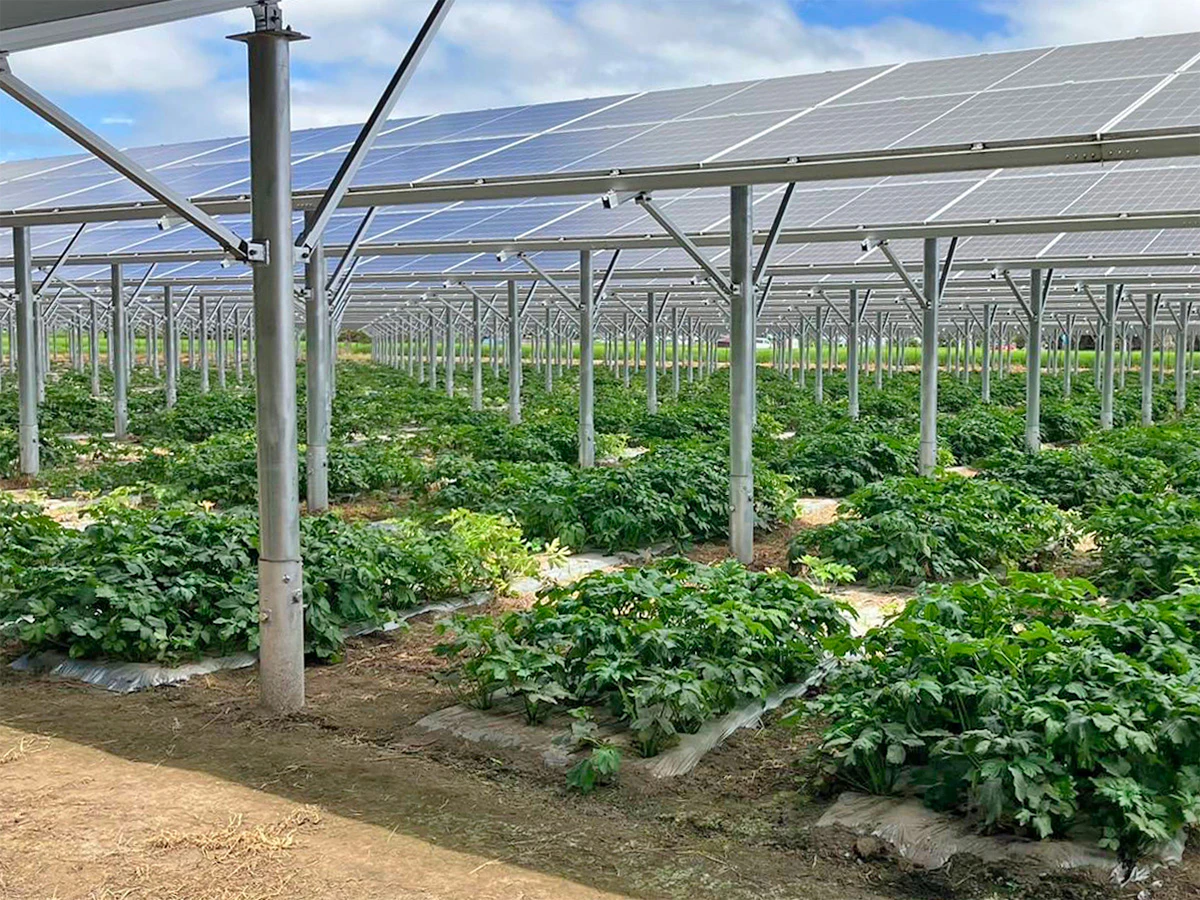 森ビル筑西市桑山営農型太陽光発電所