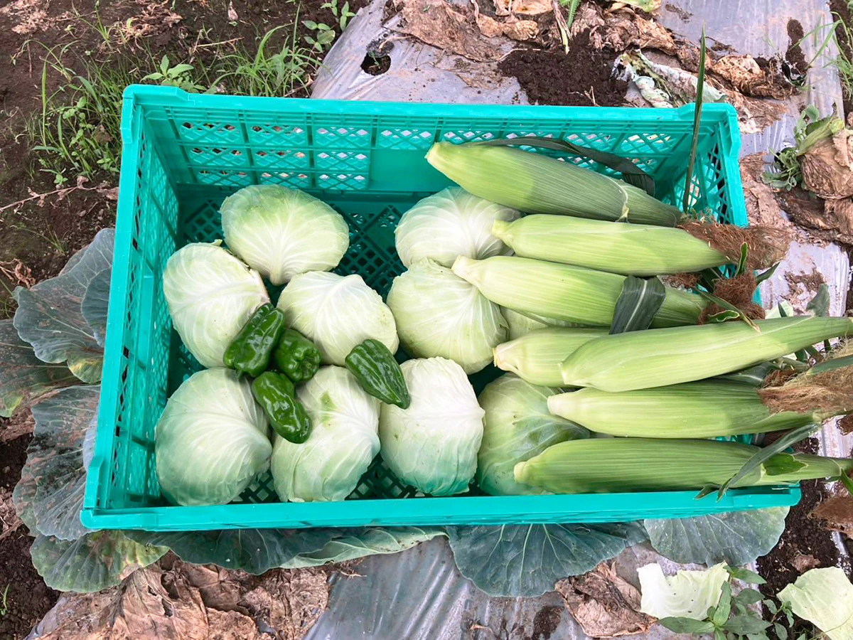 森ビル筑西市桑山営農型太陽光発電所