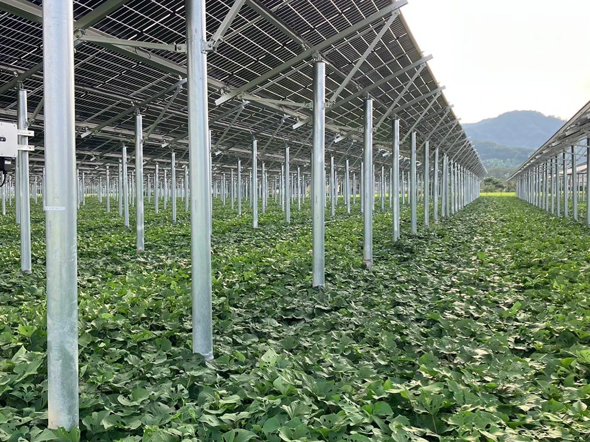 森ビル栃木市宮町営農型太陽光発電所