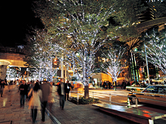 六本木榉树坂大道 圣诞彩灯