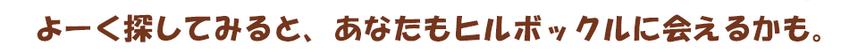 よーく探してみると、あたなもヒルボックルに会えるかも。