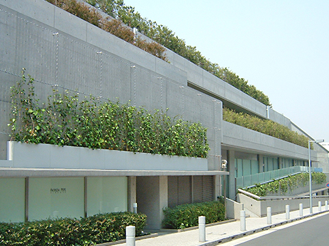 Greenery on Walls and Rooftop Garden