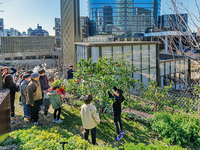 Orchard on a building rooftop