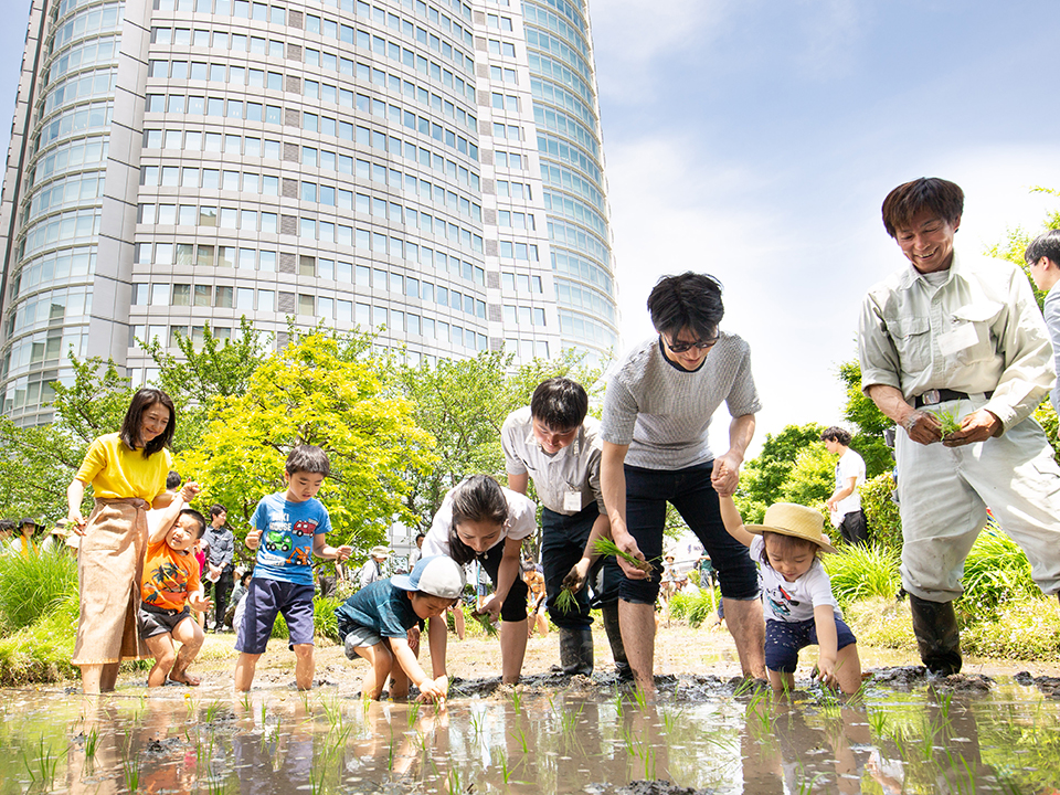 Rice Cultivation Experiences at the Rooftop Garden