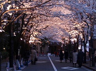 六本木 アーク ヒルズ 桜